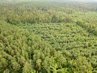 Fototapeta na wymiar Green coniferous forest in summer. Aerial drone view.