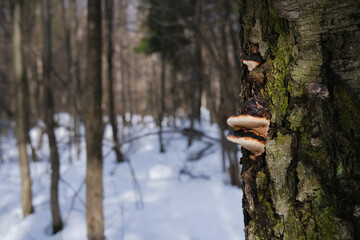 Mushroom parasitic tinder fungus grows on the bark and trunk of a tree close-up against the...