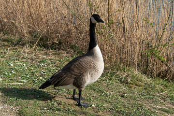 Bernache du Canada,.Branta canadensis, Canada Goose