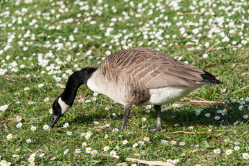 Bernache du Canada,.Branta canadensis, Canada Goose