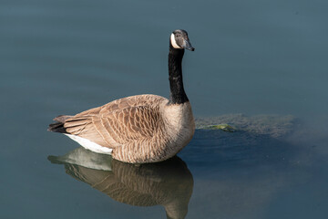 Bernache du Canada,.Branta canadensis, Canada Goose