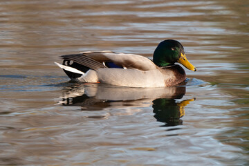 Canard colvert,. Anas platyrhynchos, Mallard