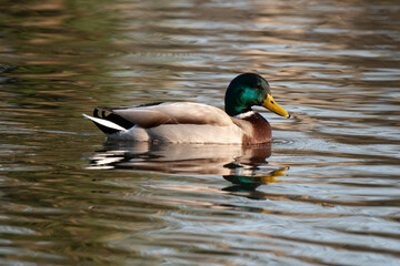 Canard colvert,. Anas platyrhynchos, Mallard
