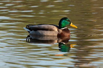 Obraz premium Canard colvert,. Anas platyrhynchos, Mallard