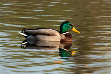 Canard colvert,. Anas platyrhynchos, Mallard