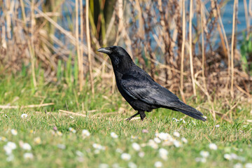 Corneille noire,. Corvus corone, Carrion Crow