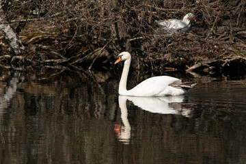 Cygne tuberculé, .Cygnus olor, Mute Swan