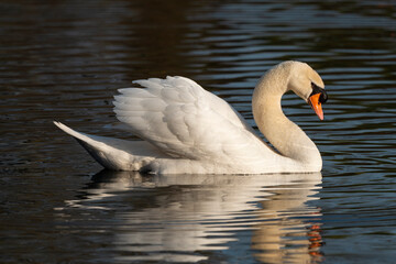 Naklejka premium Cygne tuberculé, .Cygnus olor, Mute Swan