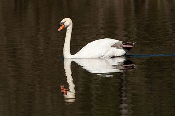 Cygne tuberculé, .Cygnus olor, Mute Swan