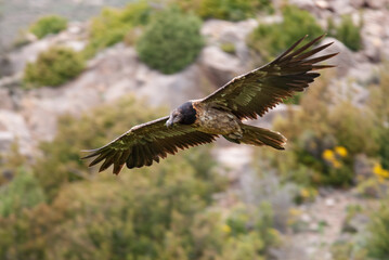 Gypaète barbu, .Gypaetus barbatus, Bearded Vulture