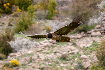 Gypaète barbu, .Gypaetus barbatus, Bearded Vulture