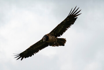Gypaète barbu, .Gypaetus barbatus, Bearded Vulture