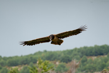Gypaète barbu, .Gypaetus barbatus, Bearded Vulture