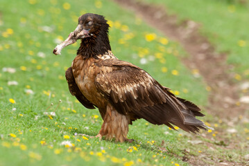 Gypaète barbu, .Gypaetus barbatus, Bearded Vulture