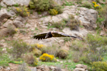 Gypaète barbu, .Gypaetus barbatus, Bearded Vulture