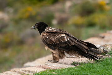 Gypaète barbu, .Gypaetus barbatus, Bearded Vulture
