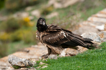 Gypaète barbu, .Gypaetus barbatus, Bearded Vulture