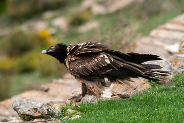 Gypaète barbu, .Gypaetus barbatus, Bearded Vulture