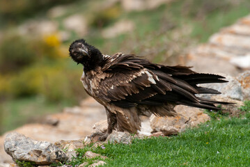 Gypaète barbu, .Gypaetus barbatus, Bearded Vulture
