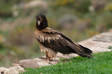 Fototapeta premium Gypaète barbu, .Gypaetus barbatus, Bearded Vulture