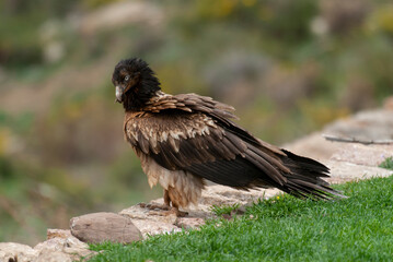 Gypaète barbu, .Gypaetus barbatus, Bearded Vulture