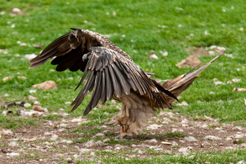 Gypaète barbu, .Gypaetus barbatus, Bearded Vulture