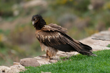 Gypaète barbu, .Gypaetus barbatus, Bearded Vulture