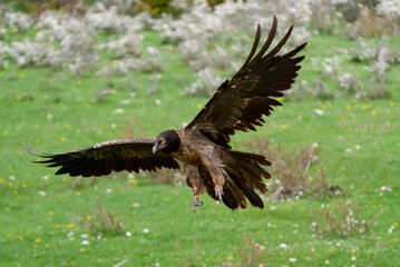 Gypaète barbu, .Gypaetus barbatus, Bearded Vulture