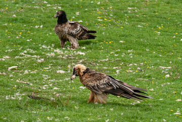 Gypaète barbu, .Gypaetus barbatus, Bearded Vulture