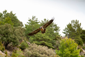 Gypaète barbu, .Gypaetus barbatus, Bearded Vulture