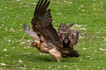 Gypaète barbu, .Gypaetus barbatus, Bearded Vulture