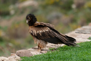 Gypaète barbu, .Gypaetus barbatus, Bearded Vulture