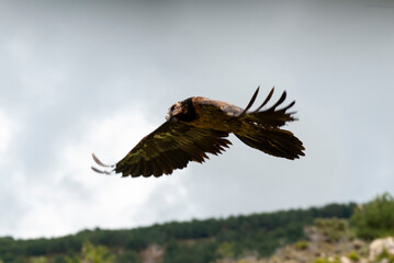 Gypaète barbu, .Gypaetus barbatus, Bearded Vulture