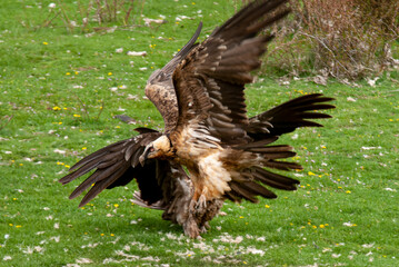 Gypaète barbu, .Gypaetus barbatus, Bearded Vulture