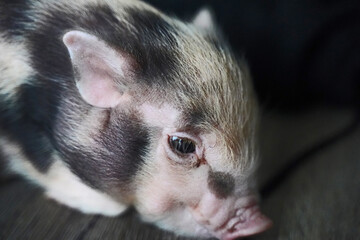 Pied mini baby pig in hand rearing