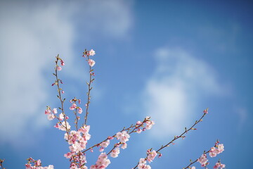 Sakura mit Prunus serrulata Kanzan in voller Blüte zur Osterzeit und bei blauem Himmel km Detail