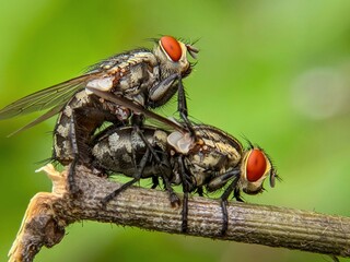 close up of a fly are mating