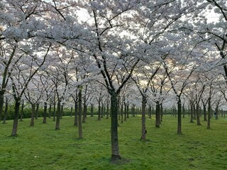Japanese blossom cherry trees