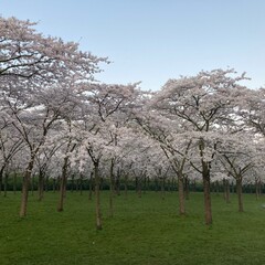 Fototapeta premium Japanese blossom cherry trees