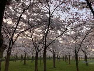 Obraz premium Japanese blossom cherry trees