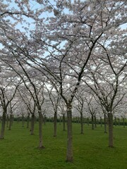 Fototapeta na wymiar Japanese blossom cherry trees