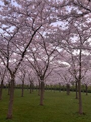 Japanese blossom cherry trees