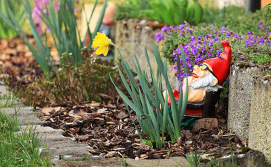 Garden gnome among spring flowers
