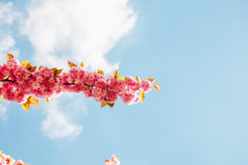 Fototapeta na wymiar blooming pink sakura tree