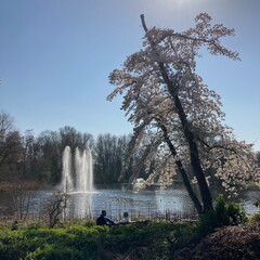Blossom tree by the lake