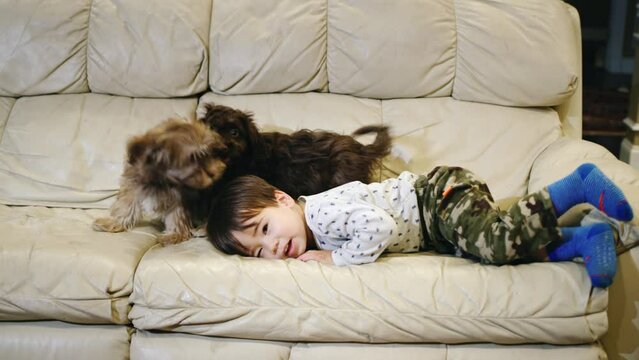 An Asian toddler is playing with two puppies on the couch. Children and their pets concept