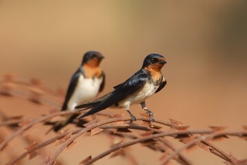 swallows on barbed wire