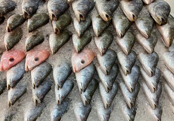 fresh chilled sea fish on ice. Fresh fish from the sea to the market displayed on a thick bed of fresh ice.