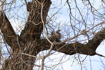 Grey Squirrel on a branch with a hazelnut on the blue sky as background.