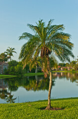 front view, medium distance of a young palm tree on edge of a tropical pond on a summer afternoon